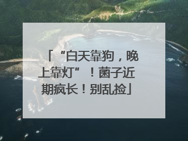 “白天靠狗，晚上靠灯”！菌子近期疯长！别乱捡