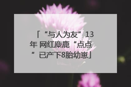 “与人为友”13年 网红麋鹿“点点”已产下8胎幼崽