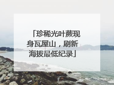 珍稀光叶蕨现身瓦屋山，刷新海拔最低纪录