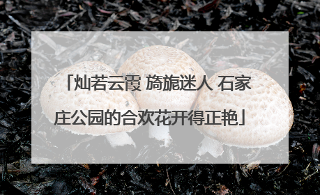 灿若云霞 旖旎迷人 石家庄公园的合欢花开得正艳