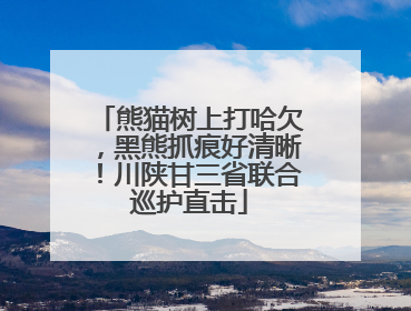 熊猫树上打哈欠，黑熊抓痕好清晰！川陕甘三省联合巡护直击
