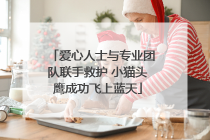 爱心人士与专业团队联手救护 小猫头鹰成功飞上蓝天