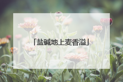 盐碱地上麦香溢