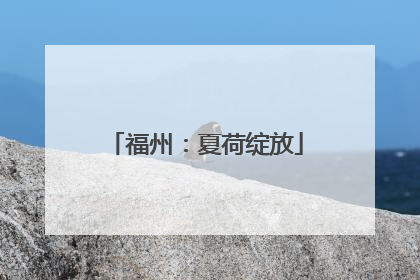 福州：夏荷绽放