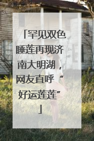 罕见双色睡莲再现济南大明湖，网友直呼“好运莲莲”