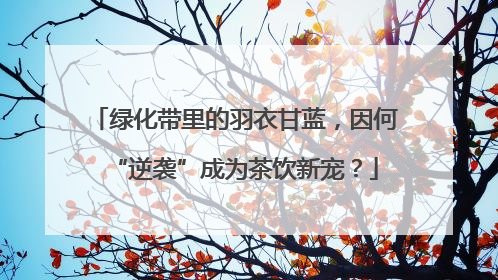 绿化带里的羽衣甘蓝，因何“逆袭”成为茶饮新宠？