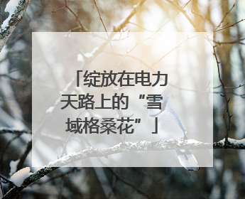 绽放在电力天路上的“雪域格桑花”