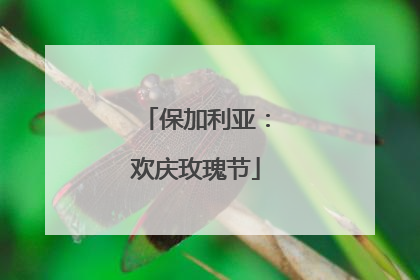 保加利亚：欢庆玫瑰节