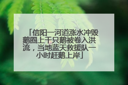 信阳一河道涨水冲毁鹅圈上千只鹅被卷入洪流，当地蓝天救援队一小时赶鹅上岸