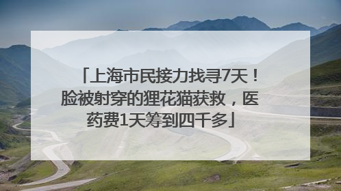 上海市民接力找寻7天！脸被射穿的狸花猫获救，医药费1天筹到四千多
