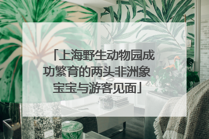 上海野生动物园成功繁育的两头非洲象宝宝与游客见面