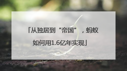 从独居到“帝国”，蚂蚁如何用1.6亿年实现