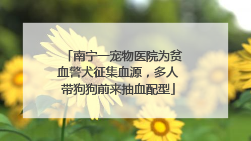 南宁一宠物医院为贫血警犬征集血源，多人带狗狗前来抽血配型
