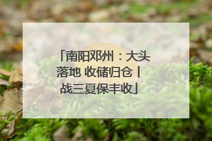 南阳邓州：大头落地 收储归仓丨战三夏保丰收