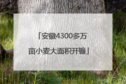 安徽4300多万亩小麦大面积开镰