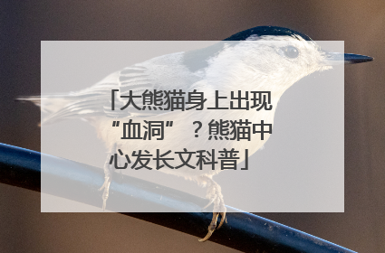 大熊猫身上出现“血洞”？熊猫中心发长文科普