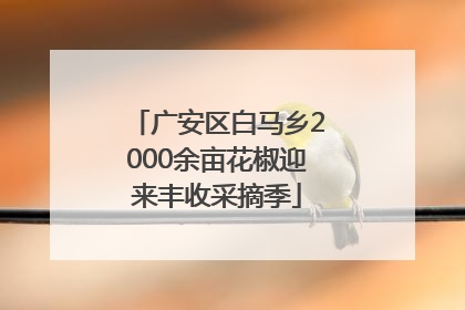 广安区白马乡2000余亩花椒迎来丰收采摘季