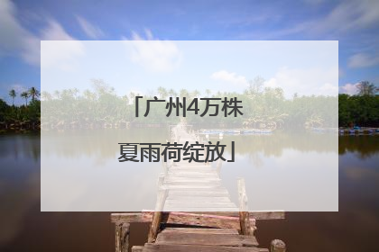 广州4万株夏雨荷绽放