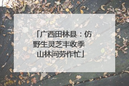 广西田林县：仿野生灵芝丰收季 山林间劳作忙