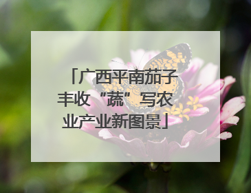 广西平南茄子丰收“蔬”写农业产业新图景