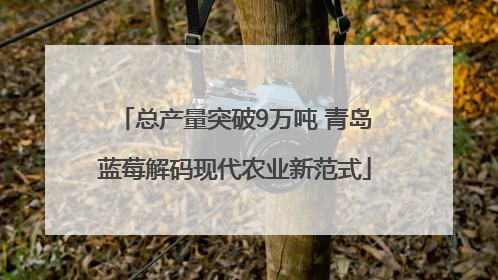 总产量突破9万吨 青岛蓝莓解码现代农业新范式