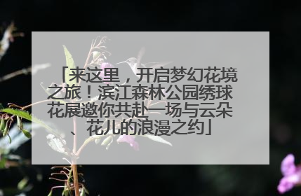 来这里，开启梦幻花境之旅！滨江森林公园绣球花展邀你共赴一场与云朵、花儿的浪漫之约