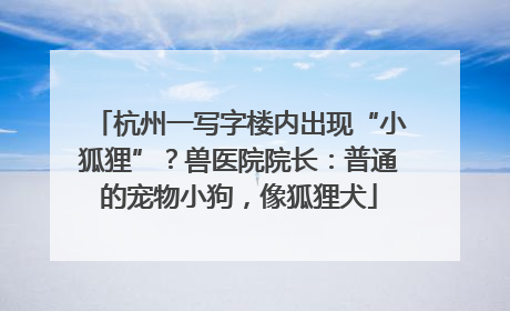 杭州一写字楼内出现“小狐狸”？兽医院院长：普通的宠物小狗，像狐狸犬