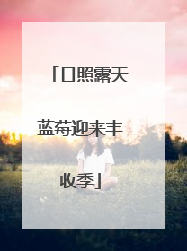 日照露天蓝莓迎来丰收季