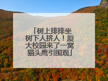 树上排排坐 树下人挤人！厦大校园来了一窝猫头鹰引围观