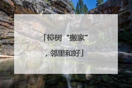 樟树“搬家”，邻里和好
