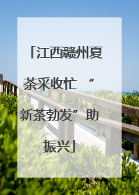 江西赣州夏茶采收忙 “新茶勃发”助振兴