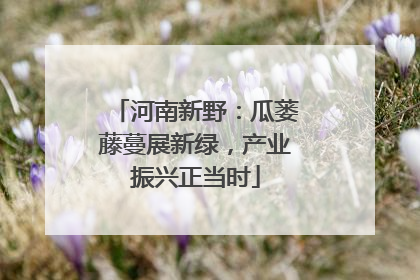 河南新野：瓜蒌藤蔓展新绿，产业振兴正当时
