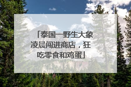 泰国一野生大象凌晨闯进商店，狂吃零食和鸡蛋