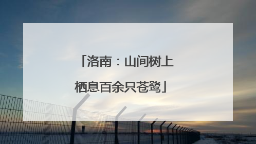 洛南：山间树上栖息百余只苍鹭