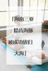 海南三亚：糙齿海豚被成功放归大海
