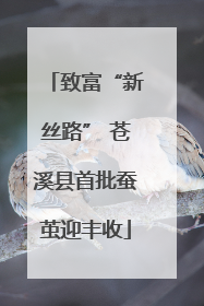 致富“新丝路” 苍溪县首批蚕茧迎丰收