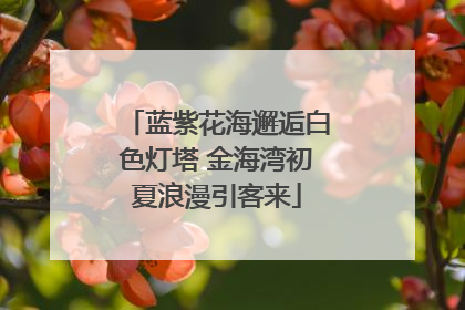 蓝紫花海邂逅白色灯塔 金海湾初夏浪漫引客来