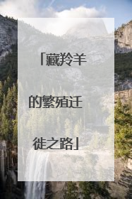 藏羚羊的繁殖迁徙之路