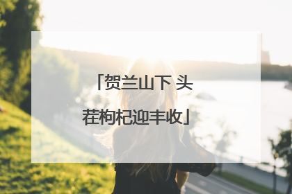 贺兰山下 头茬枸杞迎丰收