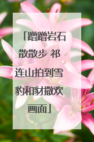 蹭蹭岩石散散步 祁连山拍到雪豹和豺撒欢画面