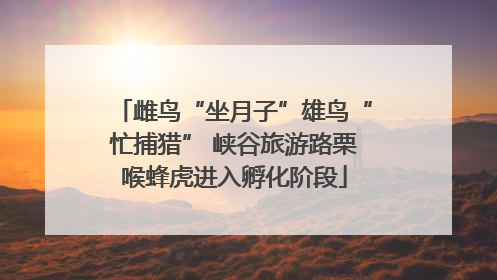 雌鸟“坐月子”雄鸟“忙捕猎” 峡谷旅游路栗喉蜂虎进入孵化阶段