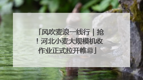 风吹麦浪一线行｜抢！河北小麦大规模机收作业正式拉开帷幕