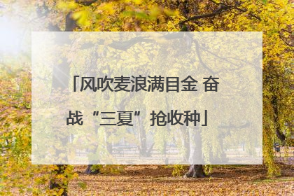 风吹麦浪满目金 奋战“三夏”抢收种