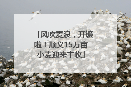 风吹麦浪，开镰啦！顺义15万亩小麦迎来丰收