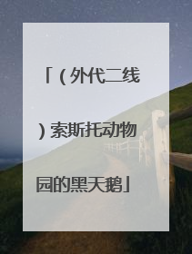 （外代二线）索斯托动物园的黑天鹅