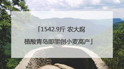 1542.9斤 农大腐植酸青岛即墨创小麦高产