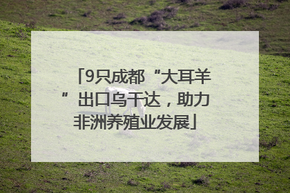 9只成都“大耳羊”出口乌干达，助力非洲养殖业发展